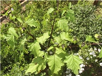 80a290b7-Picture 013.jpg